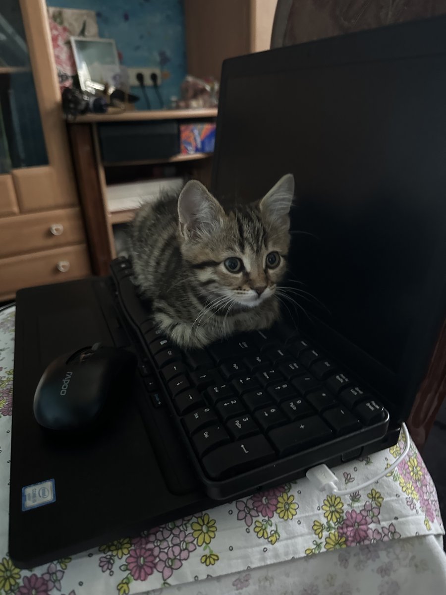 Tuzik the Cat